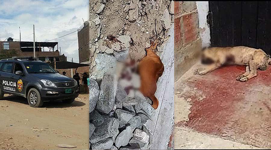 Suboficial de la PNP mata a balazos a dos perros por esta razón