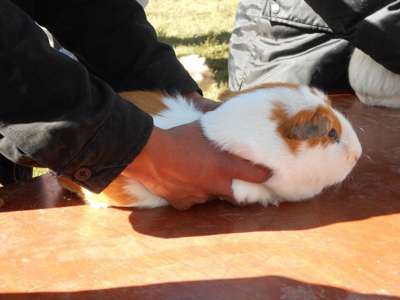 El cuy con más peso alcanzó los 2 kilos 500 gramos 
