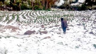 Granizada destruye cultivos de papas y habas en Tambomachay - Cusco (VIDEO-FOTOS)