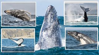 Piura: Comienza el avistamiento de ballenas jorobadas en Los Órganos
