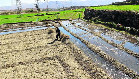 FEN: Falta de agua perjudica 8 mil hectáreas de olivo en la provincia de Caravelí 