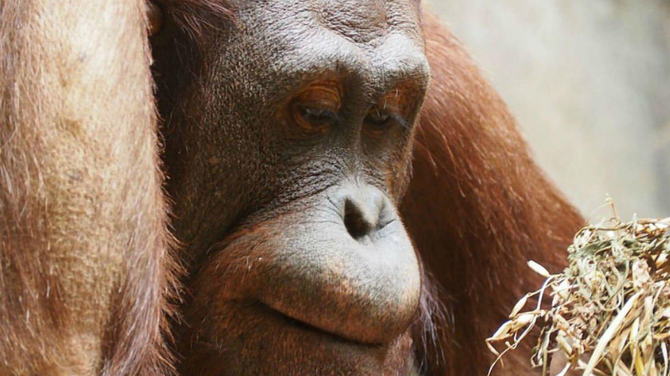 Indonesia: Empleados agrícolas descuartizan y se comen a un orangután 