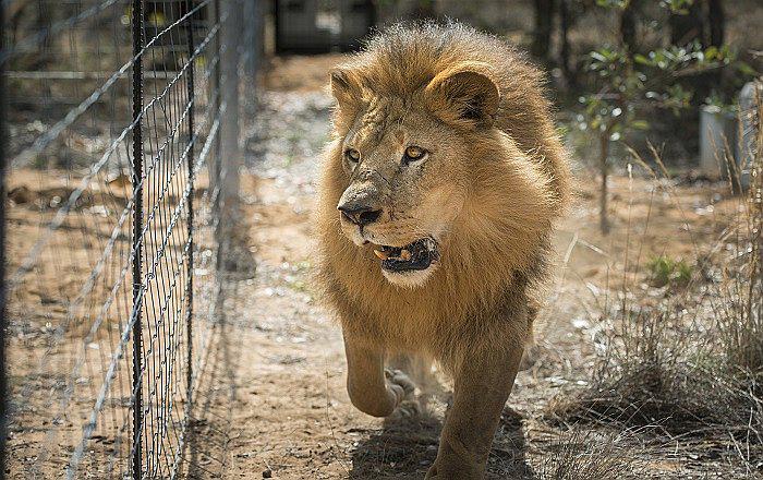 Leones rescatados de circos en Perú y Colombia llegaron a Sudáfrica (VIDEO)