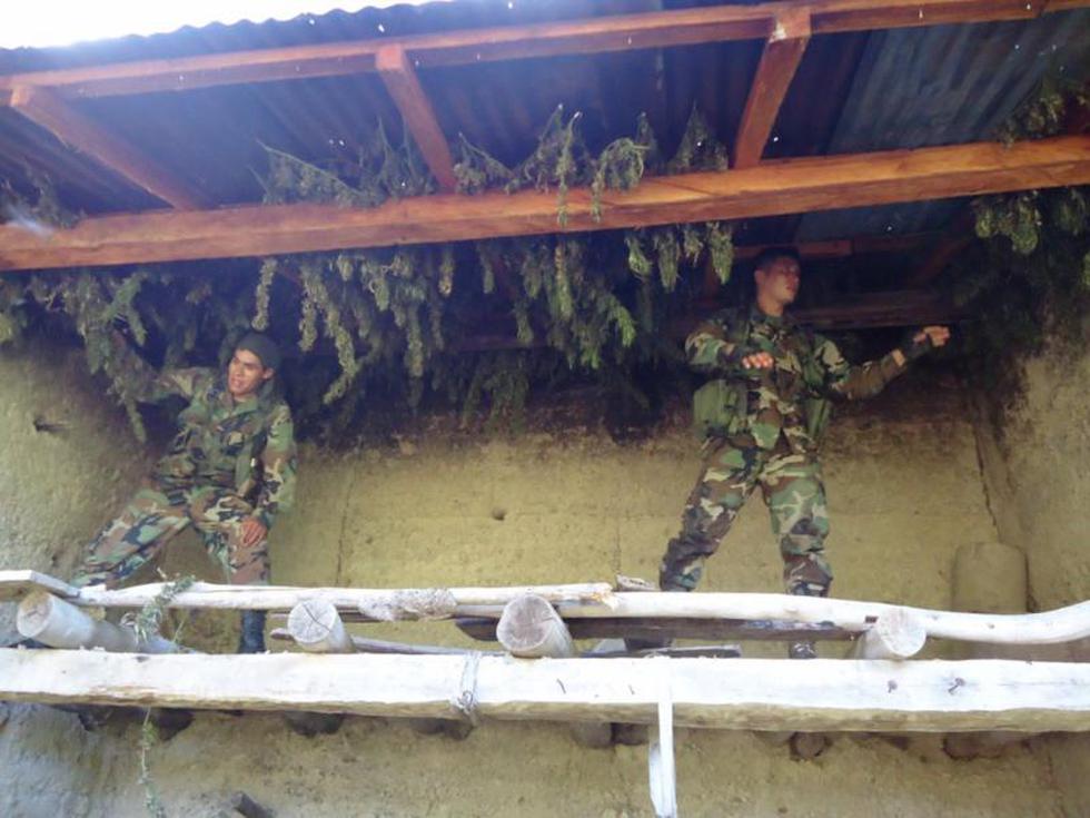 FOTOS: Erradican 180 mil plantones de Marihuana en Chinchao