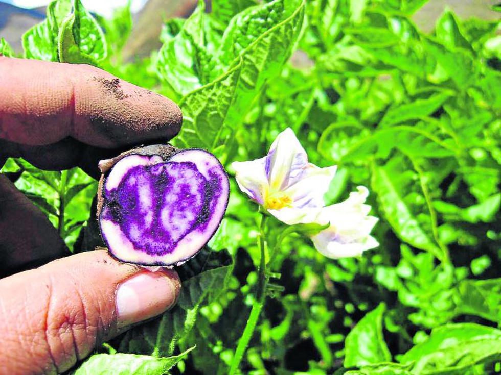 El 'Pan de los Andes' se relanza con la papa nativa
