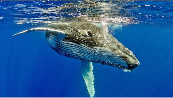 Las ballenas de la costa norte están en peligro por la captura y la caza incidental