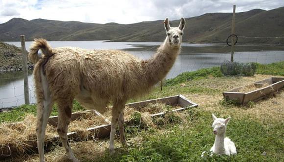 Bolivia promoverá el consumo de la carne de llama