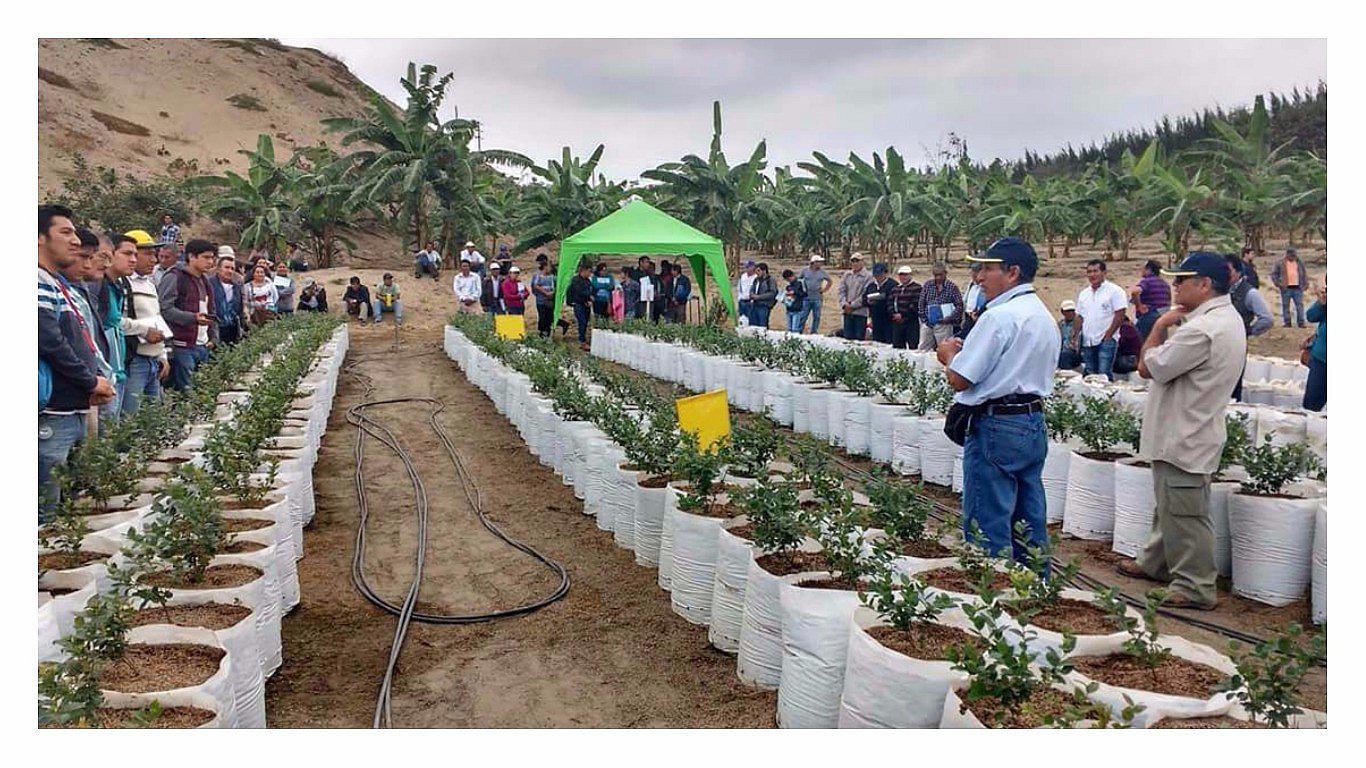 La Libertad: Capacitan a agricultores de la región en cultivos de arándanos y piñas golden