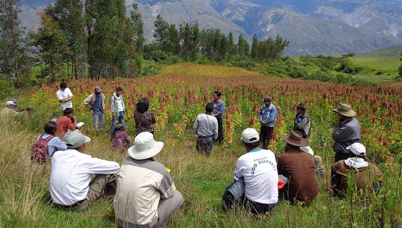 Productores de kiwicha en Cusco serán certificados