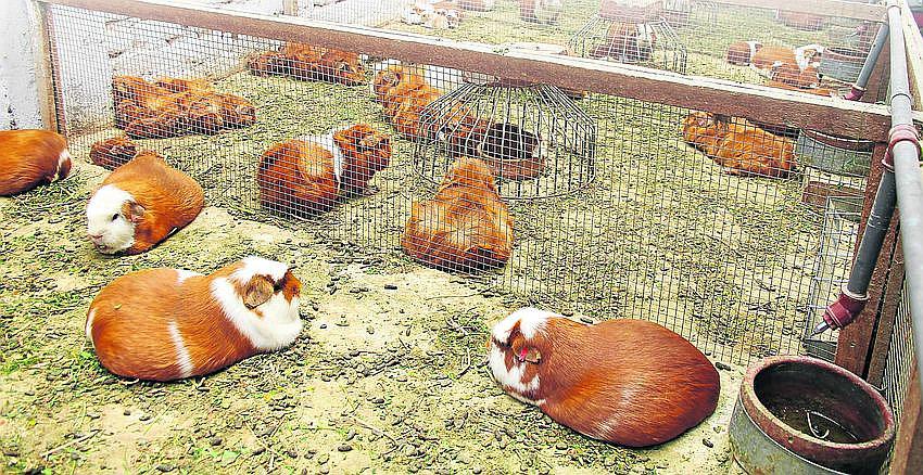 Voluntarios llevan cuyes para combatir desnutrición en Puyca