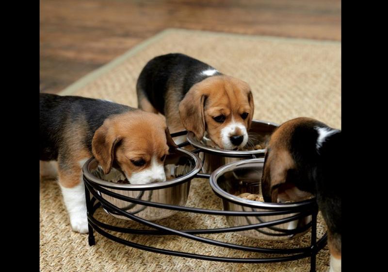 Consejos prácticos para la llegada de una nueva mascota