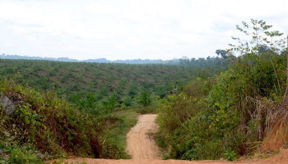 En el país existen más de 91 mil hectáreas de palma aceitera. (FOTO: GEC)