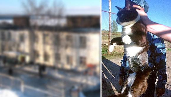 Atrapan a gato "contrabandista" en cárcel de Rusia