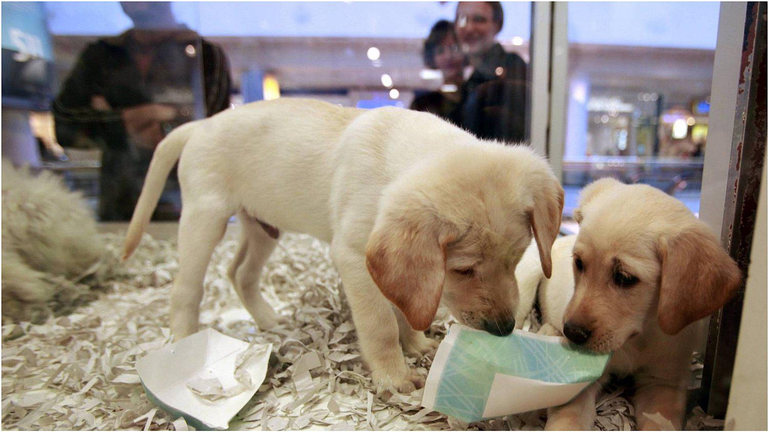 Reino Unido prohíbe vender cachorros de perros y gatos en las tiendas de animales 