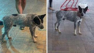 “Caramelo” el perro mexicano que espera a su dueña fallecida de COVID-19