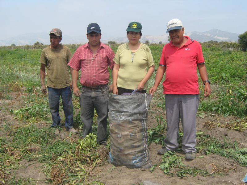 Producción de papa mejoró en Huánuco