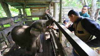 Indonesia: muere cría de elefante tras perder la mitad de su trompa en una trampa de cazadores