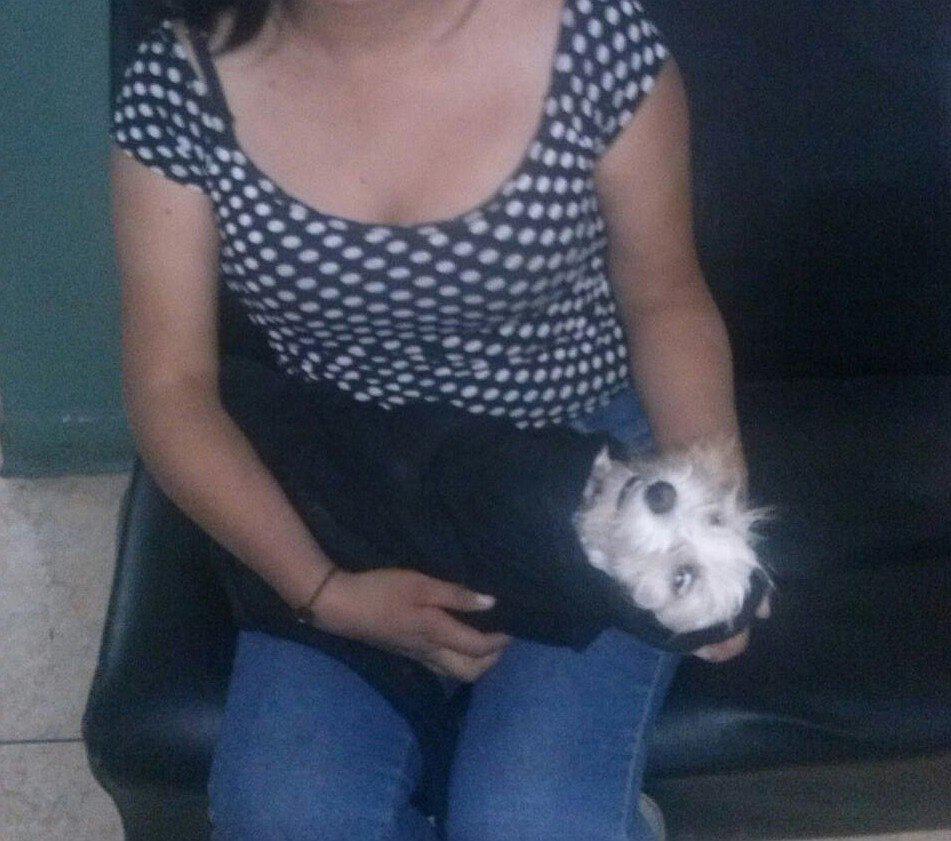 Salvaje mató a pequeño perro luego de agarrarlo y tirarlo contra el piso