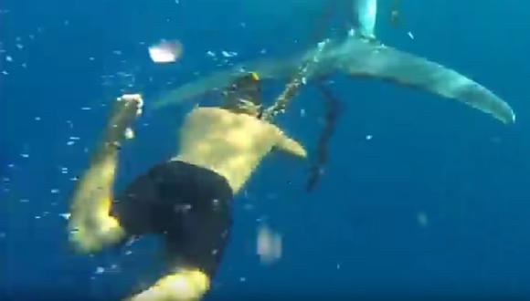 ​YouTube: Nadador libera tan solo con un cuchillo a ballena atrapada