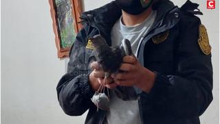 Liberarán a paloma que fue capturada cuando intentaba ingresar droga al penal de Huancayo  (VIDEO)