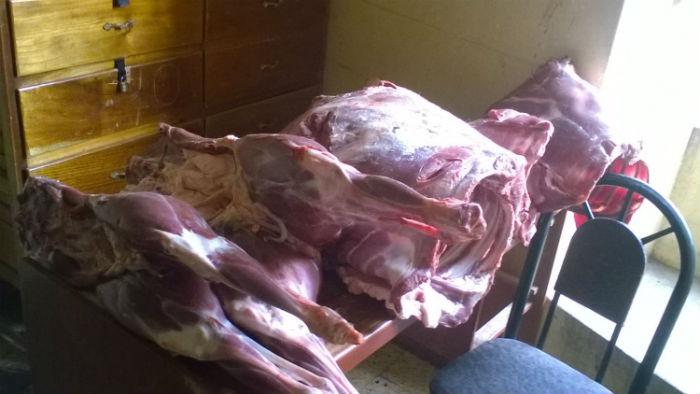 Decomisan carne de llama y alpaca con sarcosistiosis