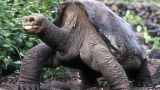Ya está en Nueva York el Solitario George, la última tortuga gigante de Galápagos