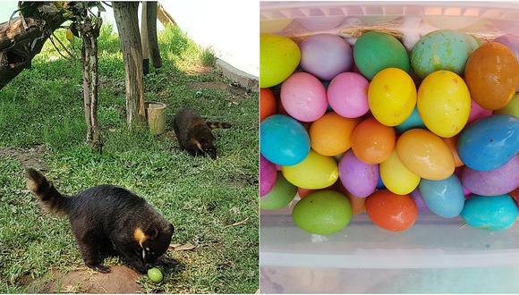 Animales del Parque de las Leyendas celebraron la Fiesta de Pascua (FOTOS)
