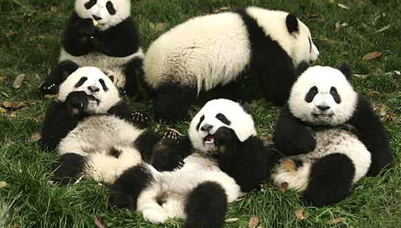 China: Osos panda reciben atención psicológica tras terremoto
