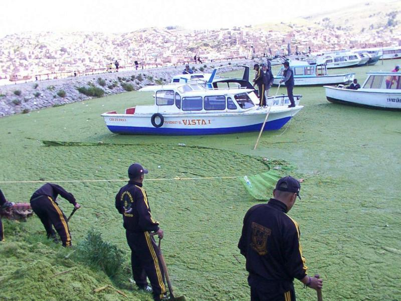Realizan limpieza de la bahía del lago Titicaca