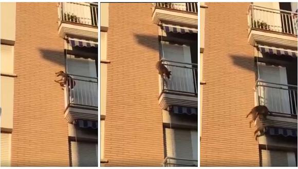 Crueldad: perro se lanza de un balcón tras pasar horas sin comida (VIDEO)