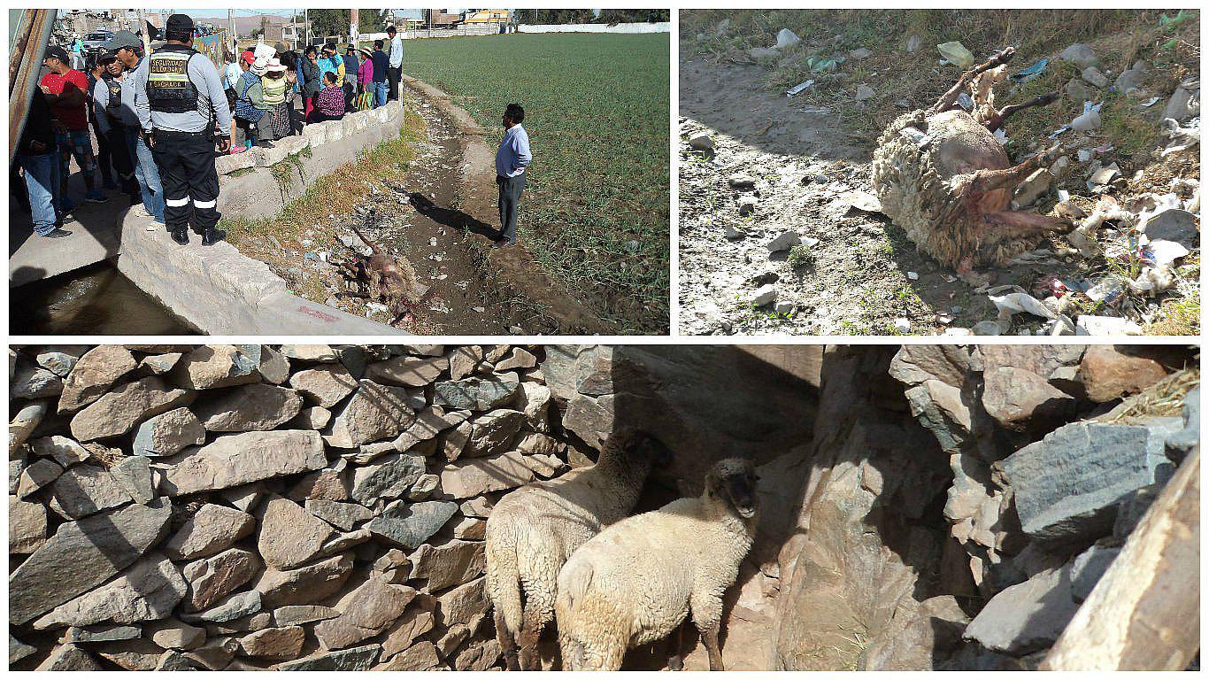 Arequipa: ¿Chupacabras? Misterioso animal mata a 20 ovejas para extraer órganos vitales