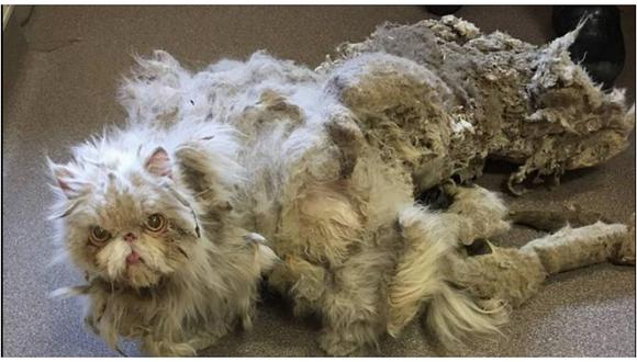 Facebook: gatito acumuló kilos de pelo tras sufrir abandono, pero ahora luce así (FOTOS)