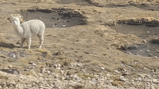 A pesar de las lluvias, alpacas todavía se encuentran afectadas por la falta de alimentos en Huancavelica