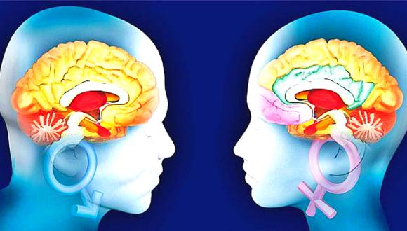 Científicos revelan que el cerebro de las mujeres permanece más tiempo joven que el de los hombres
