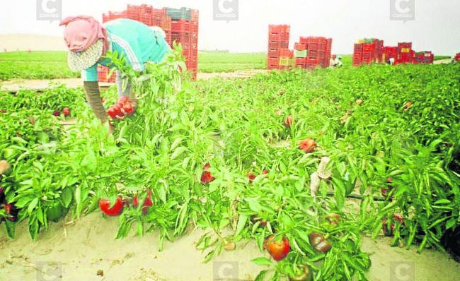 Pimiento y espárragos de Arequipa se exportan a Estados Unidos