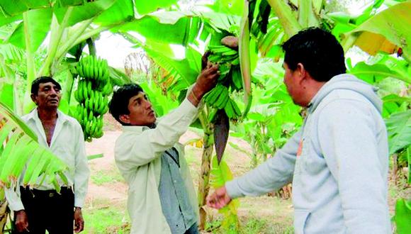 Producción de plátano va en aumento en Tumbes
