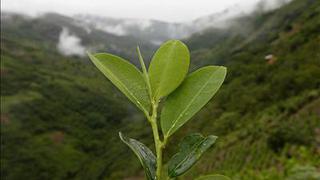 Retomaron diálogo por la hoja de coca