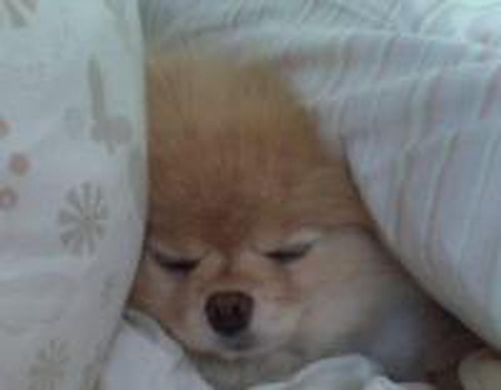 Boo, el "perro más bonito del mundo" es ahora el "más rico"