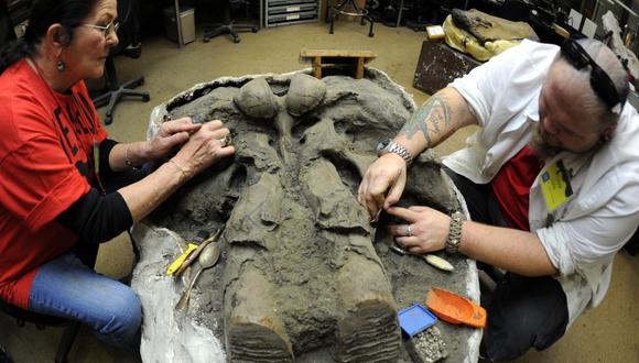 ​EE.UU.: Arqueólogos hallan calavera de mamut en Oklahoma