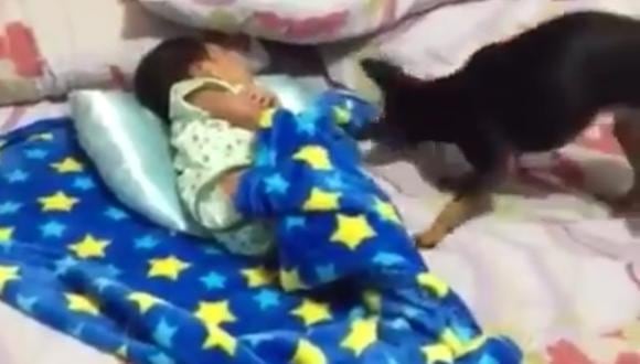 ​Video viral: Perrito conmueve al arropar a bebé dormido (VIDEO)