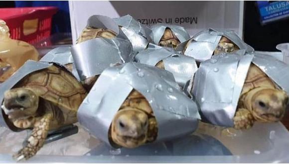1.500 tortugas exóticas fueron encontradas en maletas en el aeropuerto de Filipinas 