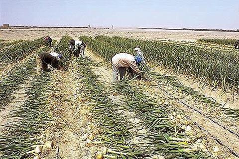  La Yarada y Los Palos a punto de colapsar