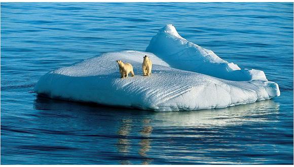 Osos polares se están quedando sin hielo en el Ártico