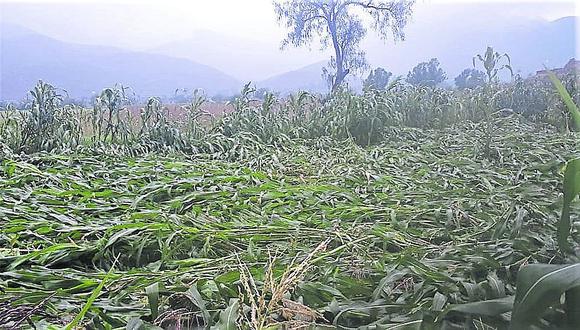 Granizo daña 40 ha de cultivos en Yarabamba