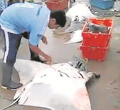 Pescadores sacrifican mantarraya en peligro de extinción en Tumbes