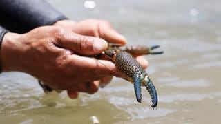 Huancavelica: Hasta el 31 de marzo continuará la veda de pesca de camarón de río