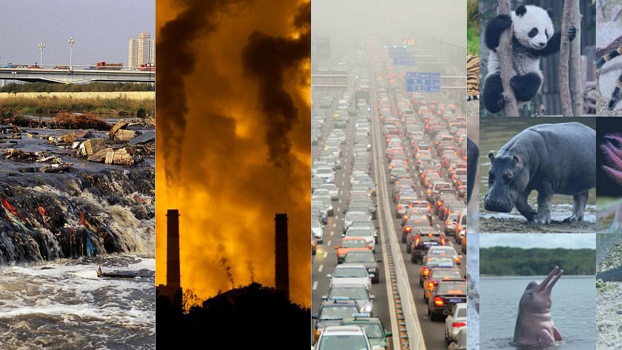 "Entre 500.000 y un millón de especies estarían hoy en día en peligro de extinción", precisa informe de la ONU