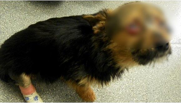 Maltrato animal: adolescentes torturaron e incendiaron a inocente perrito 