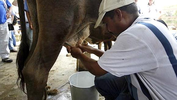 Viraco busca mejorar ganado lechero