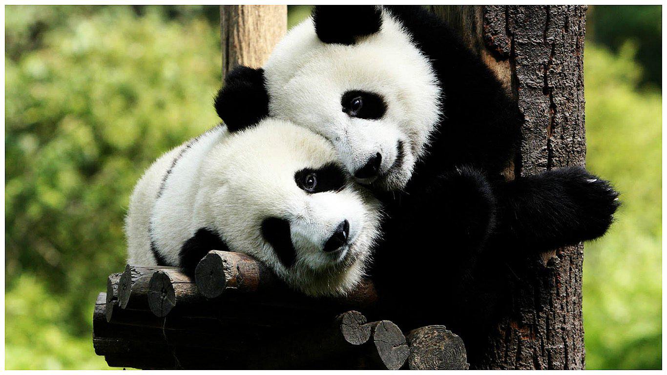 China: Oso panda vuelve a reserva nacional donde se extinguió hace más de un siglo (VIDEO)